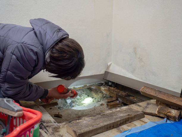 Best Water Damage & Mold Remediation  in Hilbert, WI