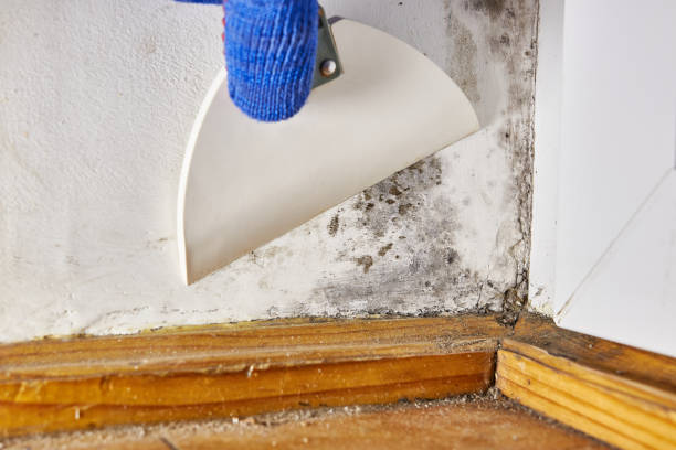 Best Mold Damage Restoration  in Hilbert, WI